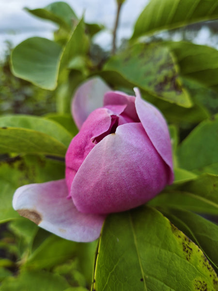 Magnolia Cleopatra