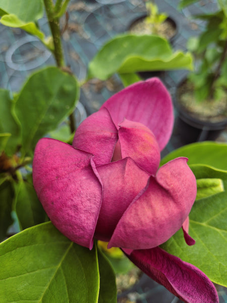 Magnolia Genie