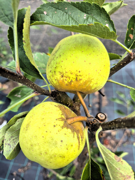 Dwarf Apple Tree - Golden Delicious