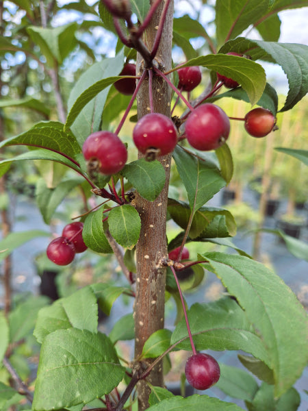 Crab Apple Tree - Malus 'Shotizam' - Showtime