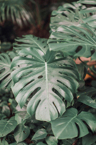 Platypus Plants