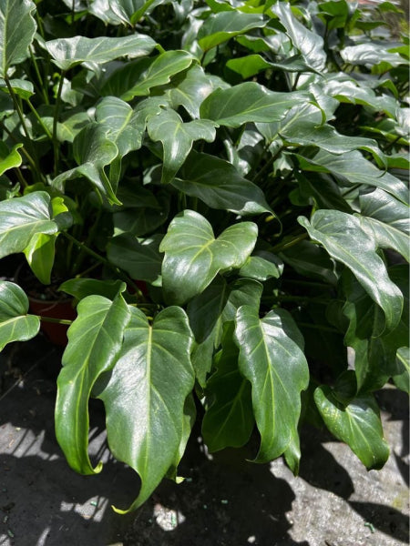 Philodendron Xanadu