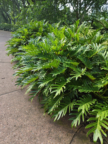 Philodendron Xanadu