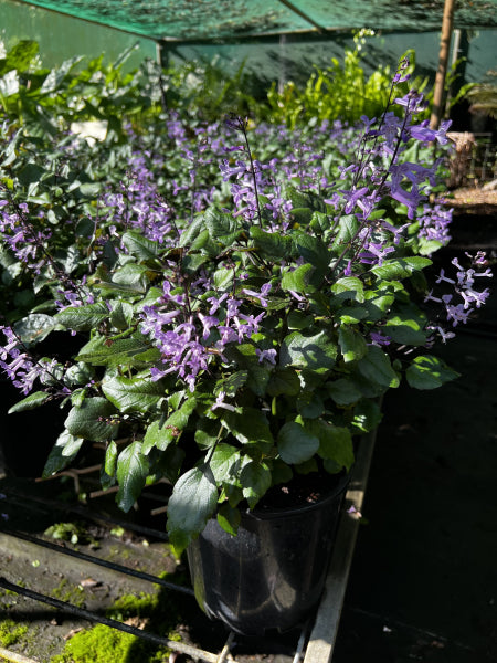 Plectranthus Hybrid Purple