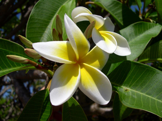 Plumeria rubra acutifolia White