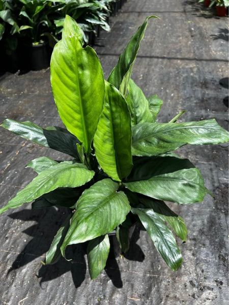 Spathiphyllum Blue Moon