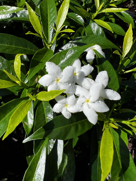 Platypus Plants