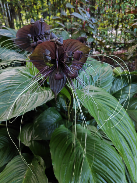 Tacca chantrieri