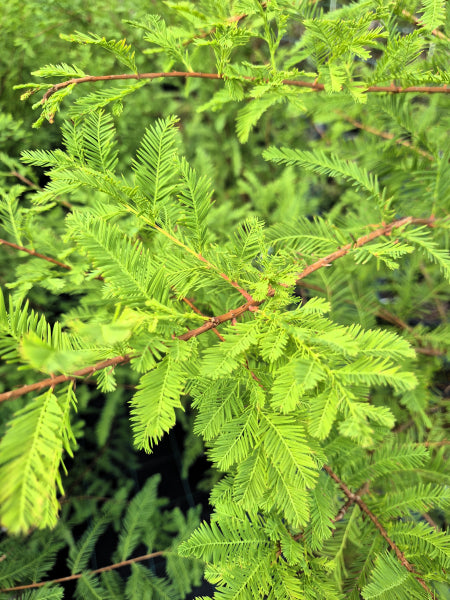 Swamp Cypress