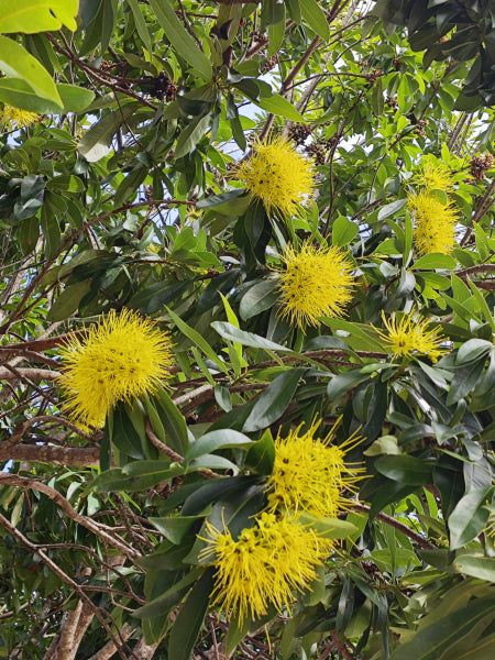 Xanthostemon chrysanthus