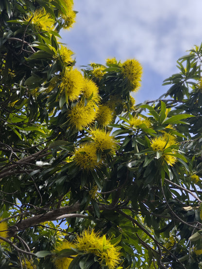 Xanthostemon chrysanthus