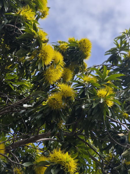 Platypus Plants