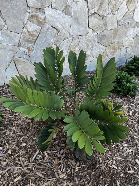 Platypus Plants