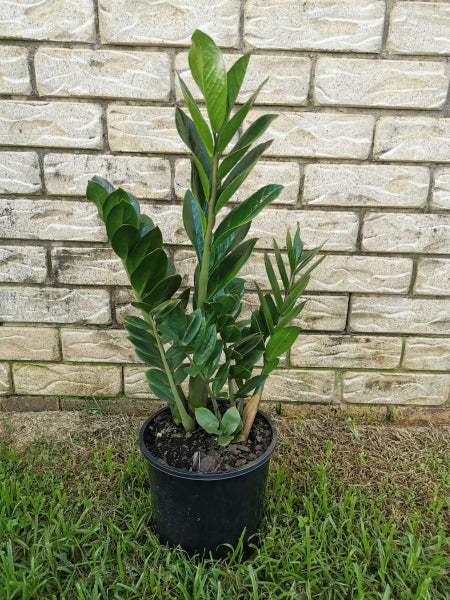 Zamioculcas zamiifolia