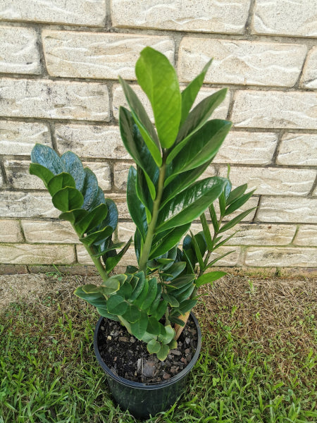 Zamioculcas zamiifolia