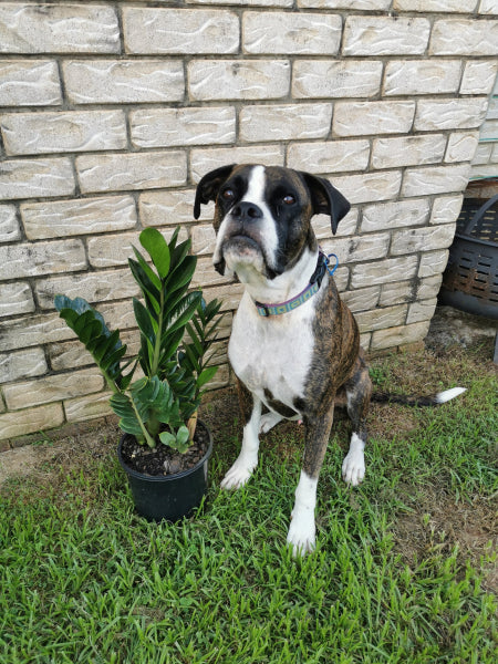 Zamioculcas zamiifolia