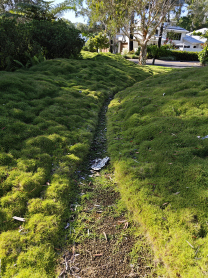 Zoysia tenuifolia