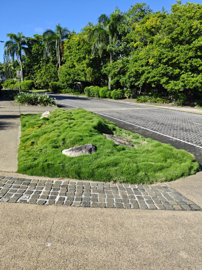 Zoysia tenuifolia