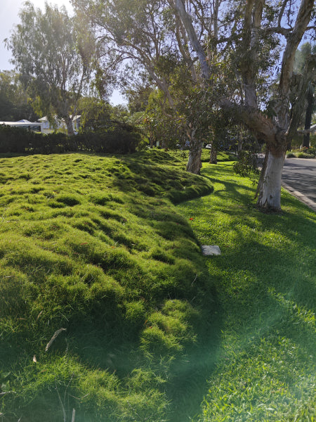 Zoysia tenuifolia