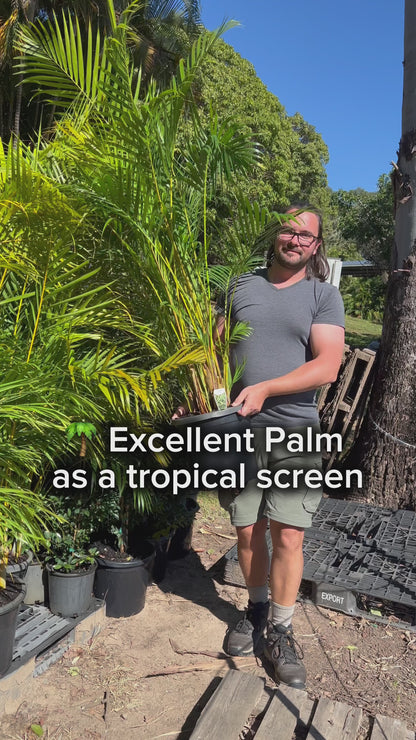 Dypsis lutescens - Golden Cane Palm Tree