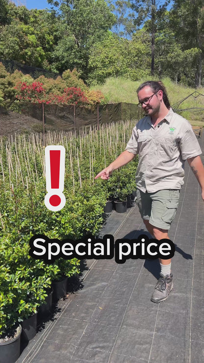 Lilly Pilly - Syzygium australe **STOCK CLEARANCE**