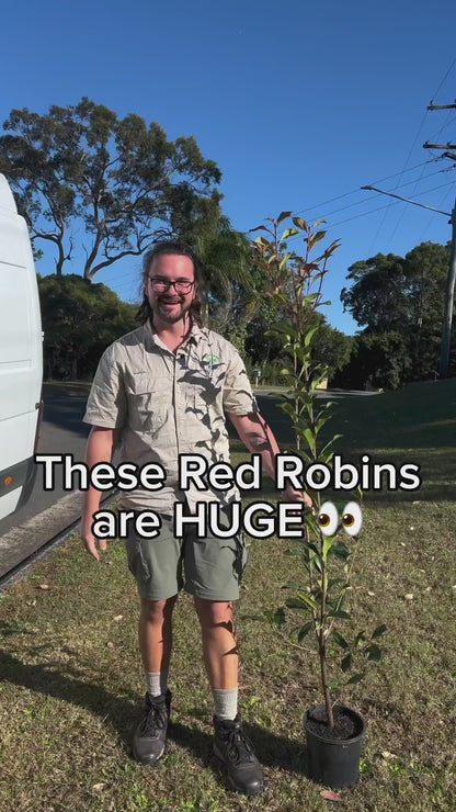 Photinia fraserii Red Robin