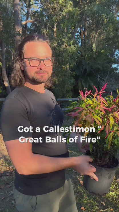 Callistemon salignus 'Great Balls of Fire'