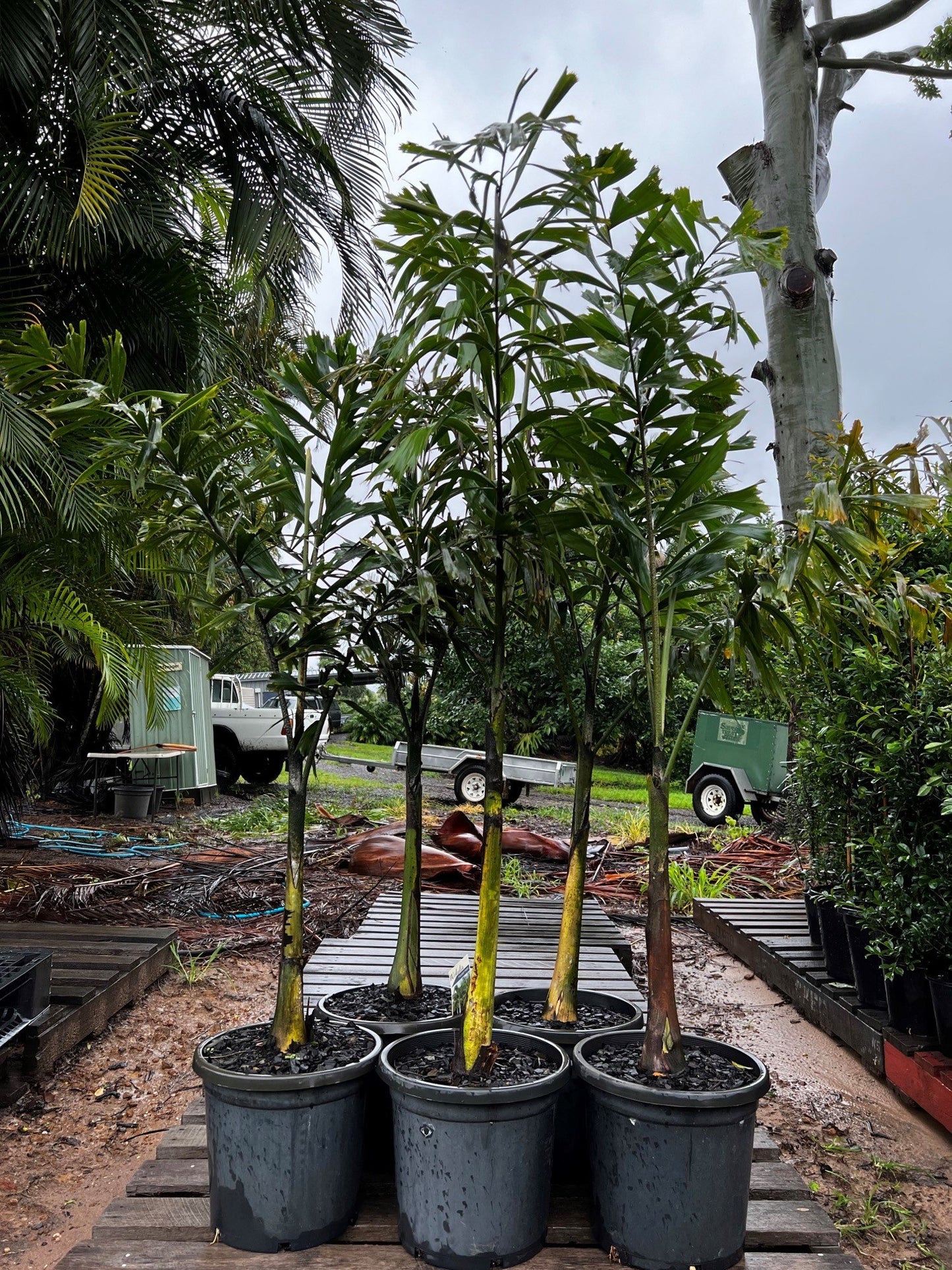 Foxtail Palm (Wodyetia bifurcata)