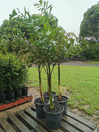 Foxtail Palm (Wodyetia bifurcata)