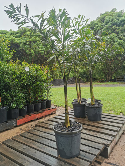 Foxtail Palm (Wodyetia bifurcata)