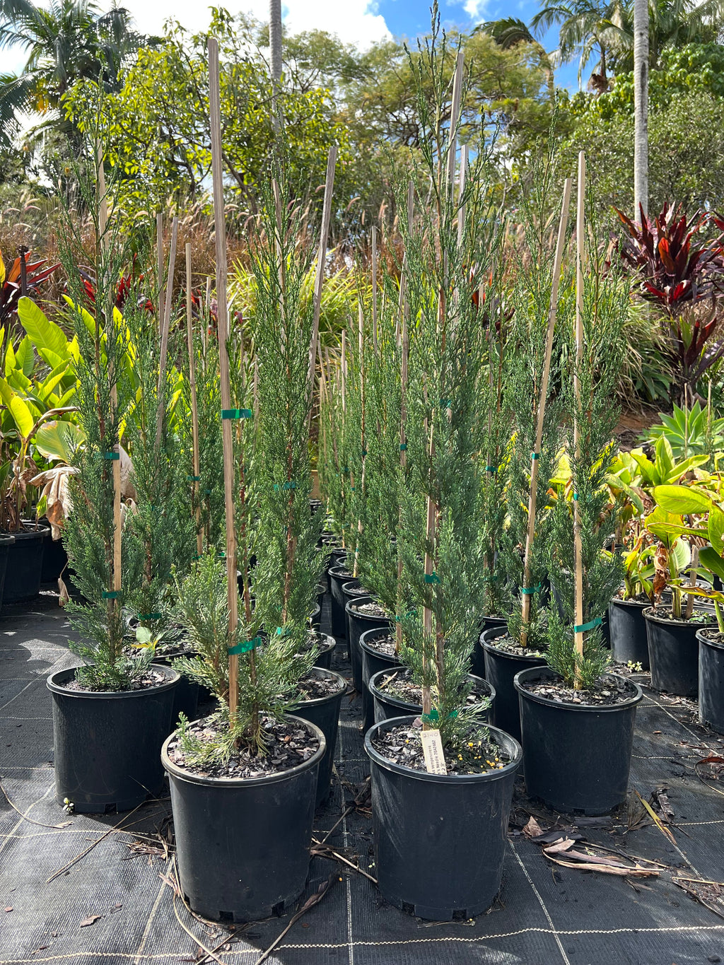 Cupressus sempervirens 'Nitschke's Needles' - Pencil Pine