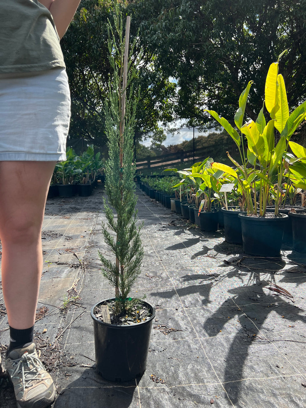 Cupressus sempervirens 'Nitschke's Needles' - Pencil Pine