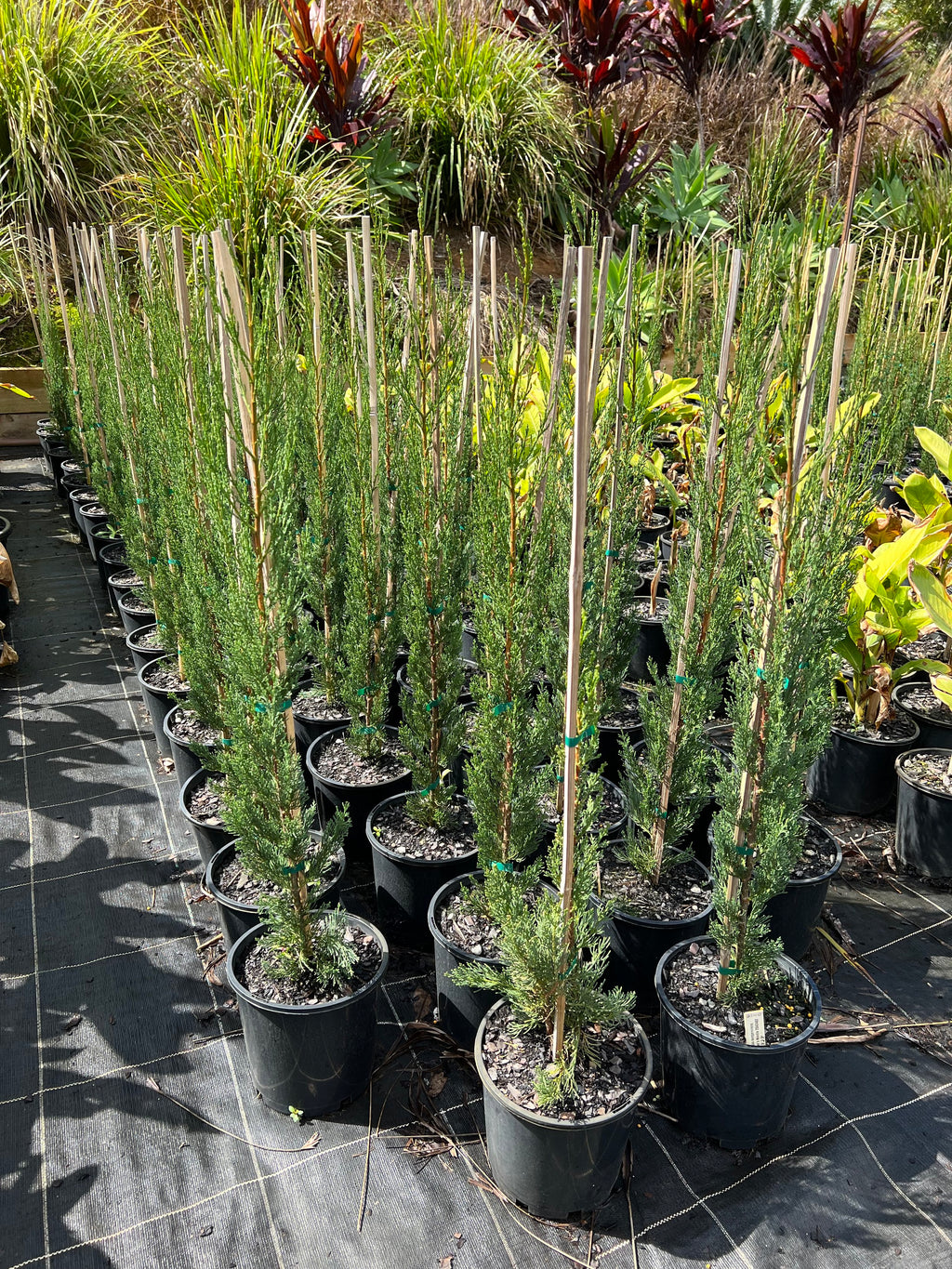 Cupressus sempervirens 'Nitschke's Needles' - Pencil Pine