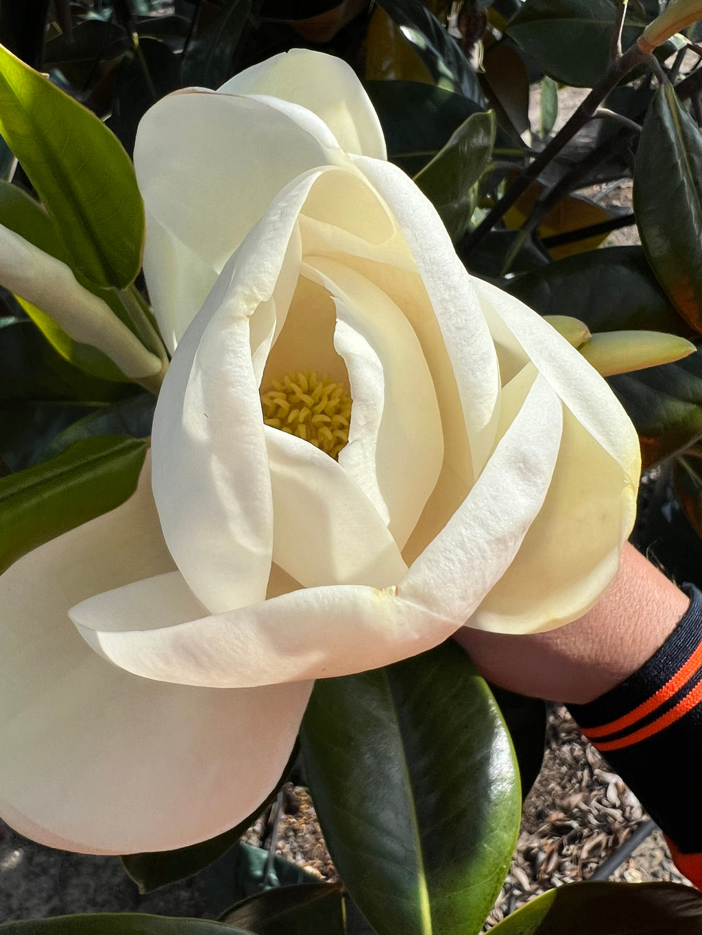 Magnolia 'Little Gem' Tree