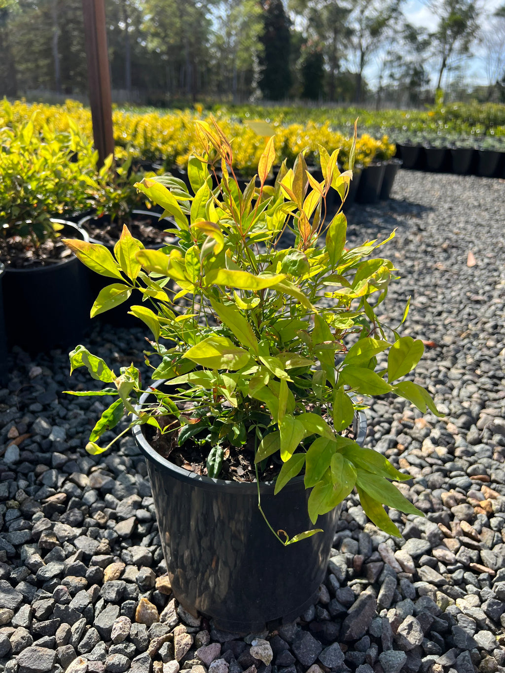 Platypus Plants