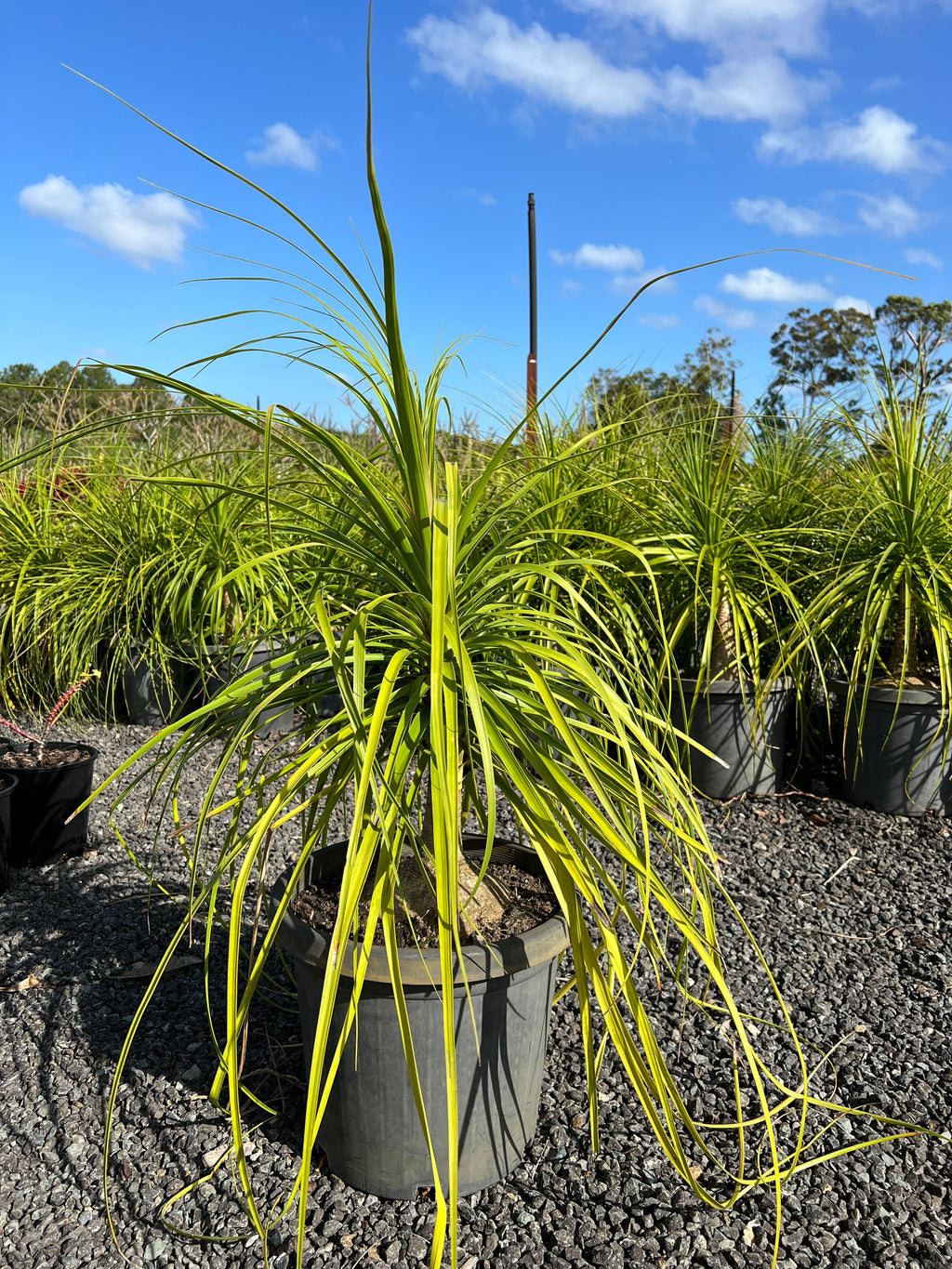 Beaucarnea recurvata Ponytail