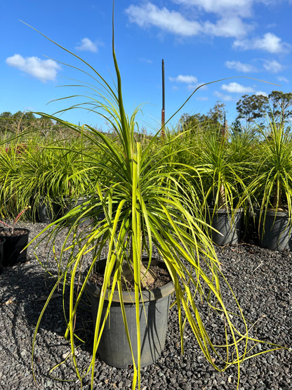 Beaucarnea recurvata - Ponytail Palm, Elephant Foot Palm