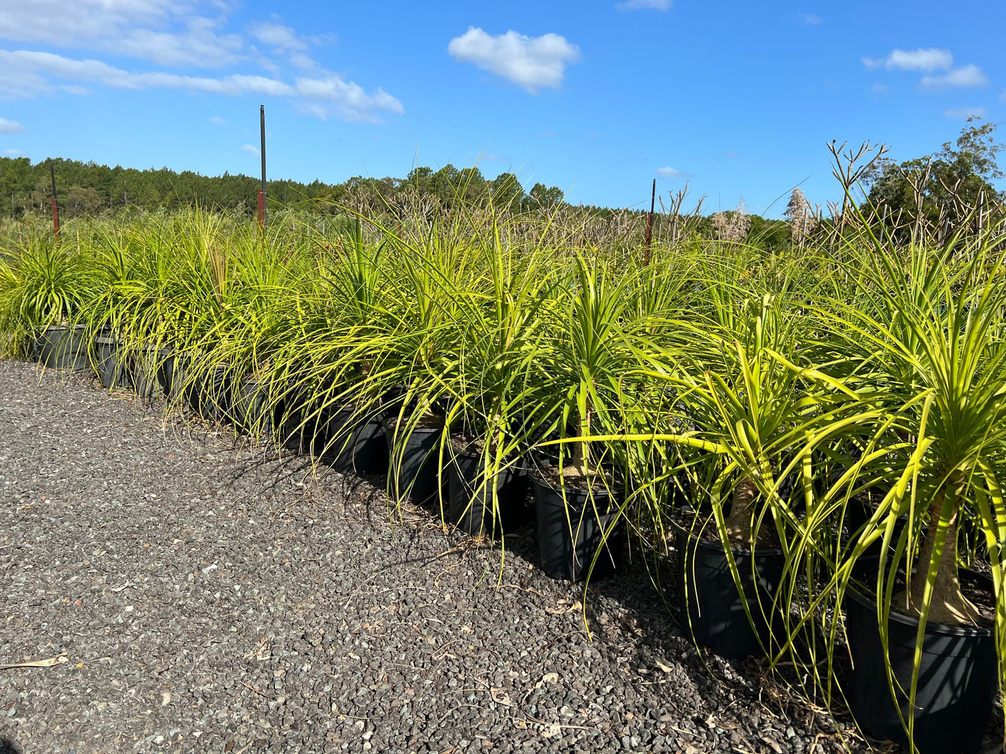 Beaucarnea recurvata - Ponytail Palm, Elephant Foot Palm