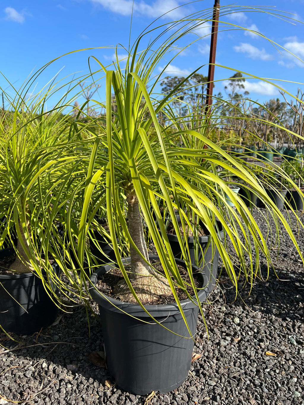 Beaucarnea recurvata - Ponytail Palm, Elephant Foot Palm