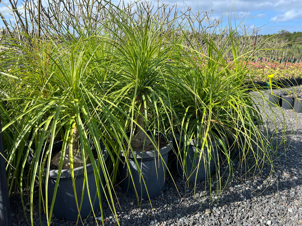 Beaucarnea recurvata Ponytail