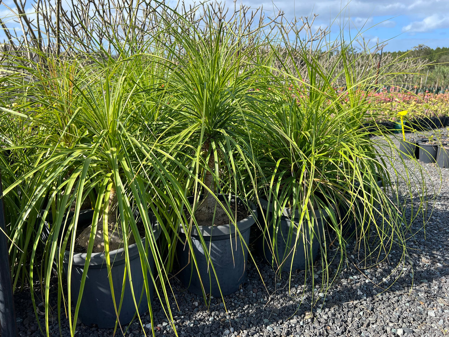 Beaucarnea recurvata - Ponytail Palm, Elephant Foot Palm