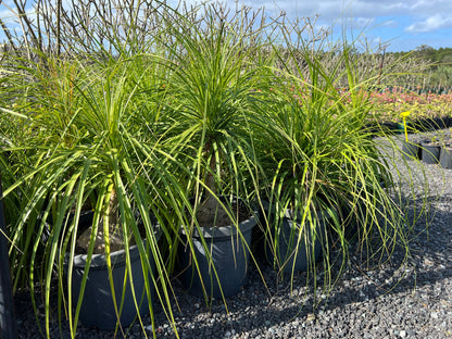 Beaucarnea recurvata - Ponytail Palm, Elephant Foot Palm