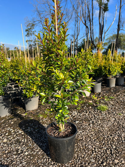 Lilly Pilly (Syzygium australe) Straight and Narrow