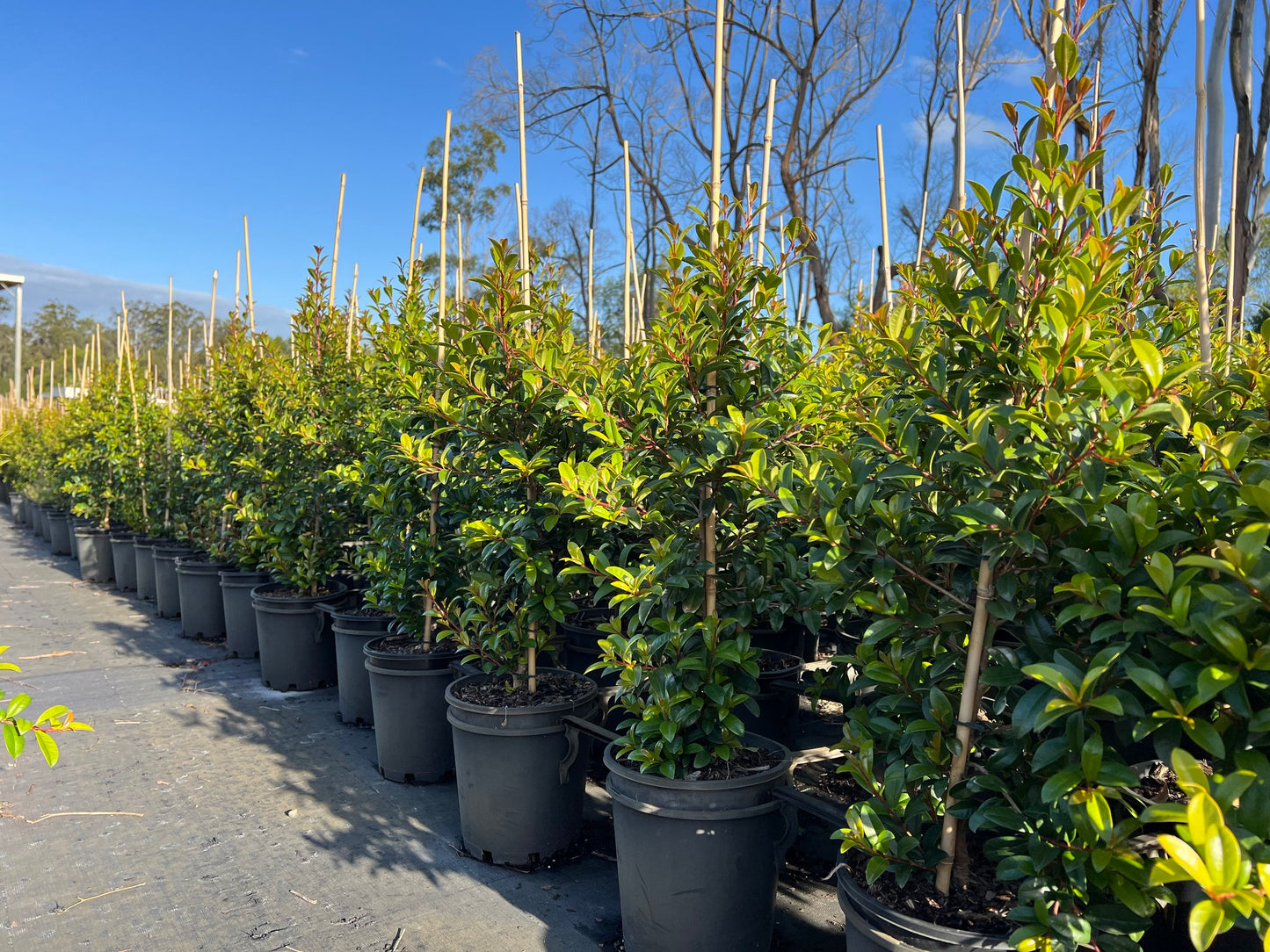 Lilly Pilly (Syzygium australe) Straight and Narrow