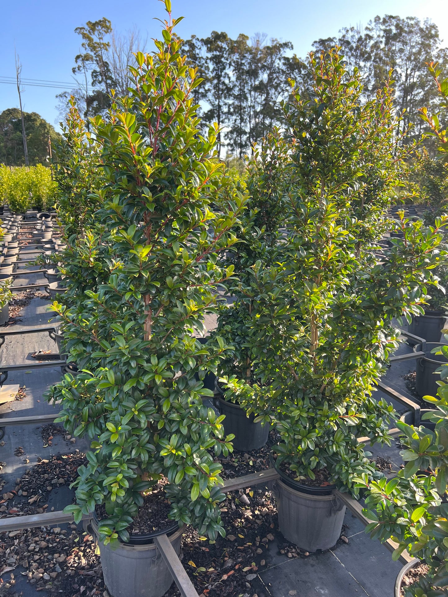 Lilly Pilly (Syzygium australe) Straight and Narrow