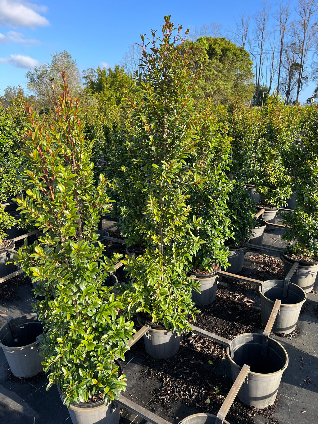 Lilly Pilly (Syzygium australe) Straight and Narrow