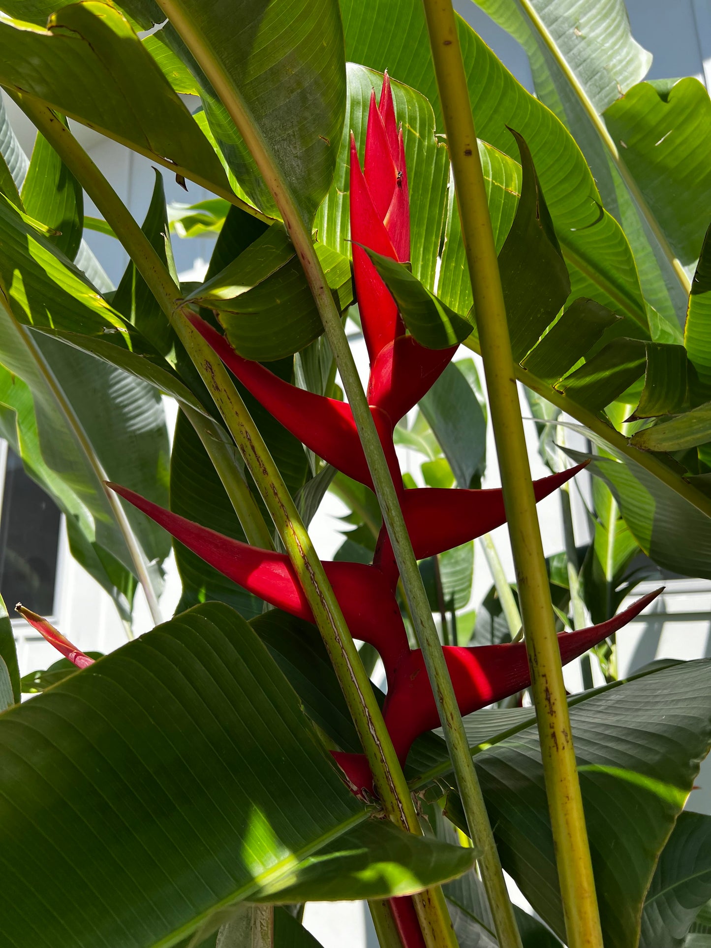 Heliconia 'Hot Rio Nights'