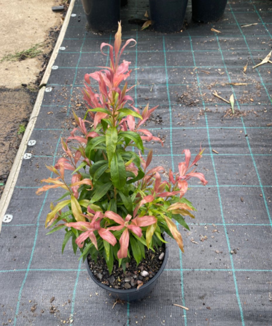 Callistemon salignus Great Balls of Fire