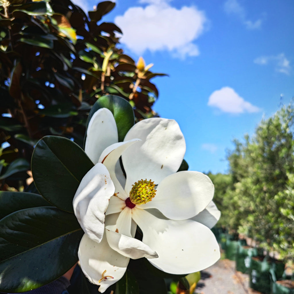 Magnolia 'Teddy Bear'